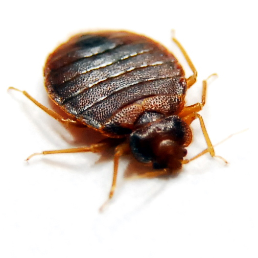 Bed Bug Vs Tick Pest control gold coast - amayzing pest control